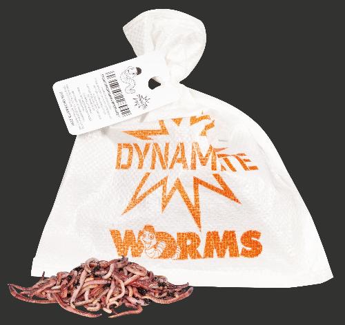 DYNAMITE BAIT WORM RANGE DENDROBEANAS