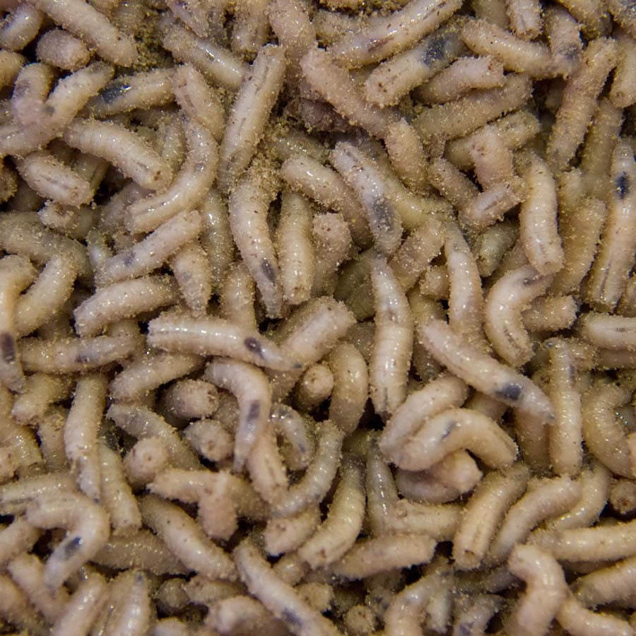 WHITE MAGGOTS