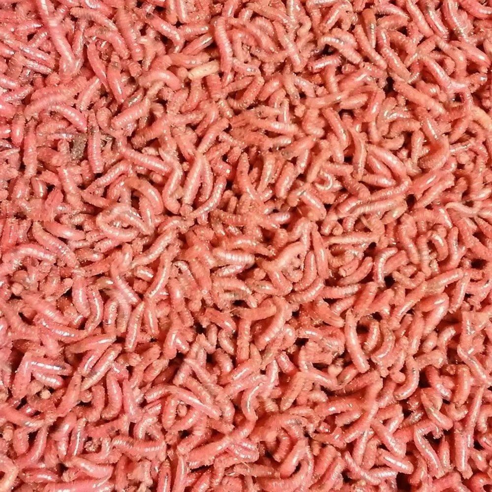 RED MAGGOTS