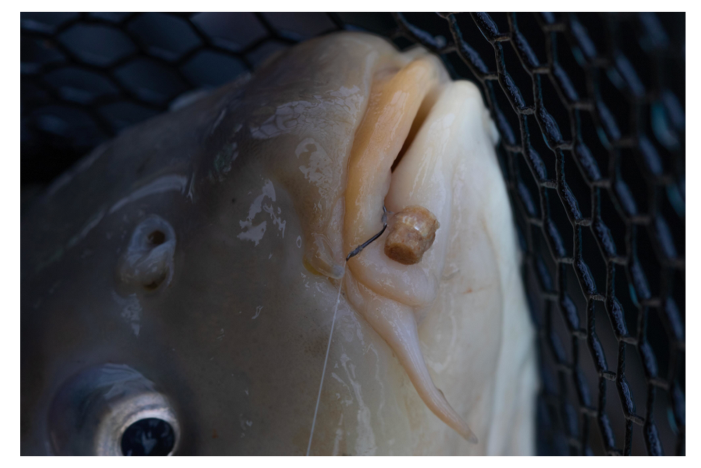 Preston Innovations Hookable Bait Bands