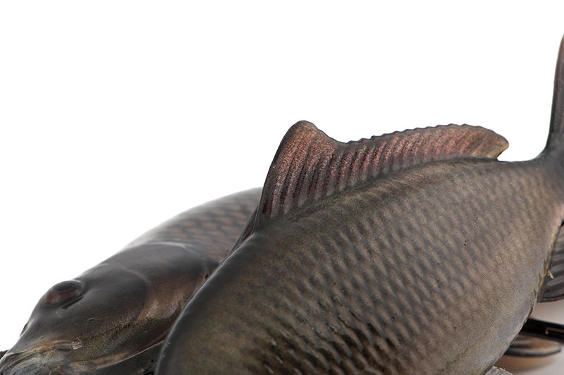 Fox Rage Ultra-Realistic Common Carp Replicant
