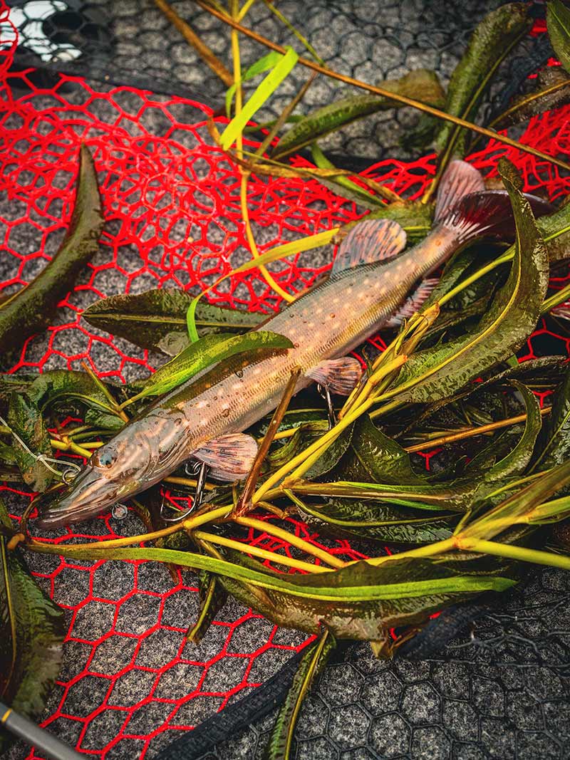 Fox Rage Ultra Realistic Pike Replicant