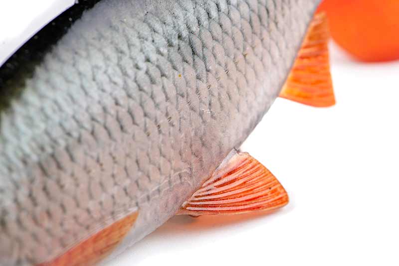 Fox Rage Realistic Roach Replicant